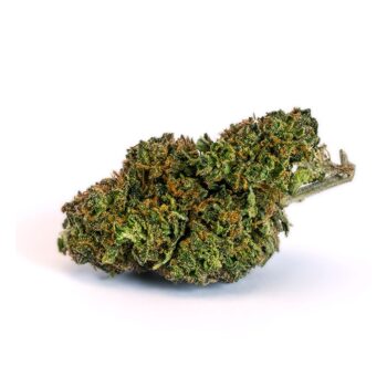 Amnesia B Marijuana Strain