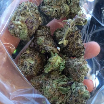 Girl Scout Cookies GY Marijuana Strain