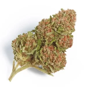 Northern Lights SO Marijuana Strain