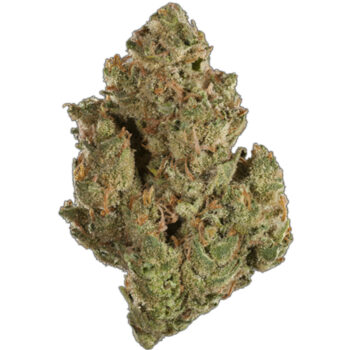 Gorilla Glue SP Weed Strain