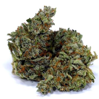 Chocolope AB Marijuana Strain