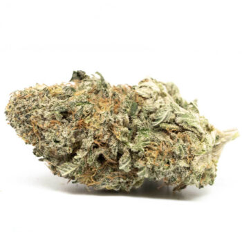 Sensi Star TQ Cannabis Strain