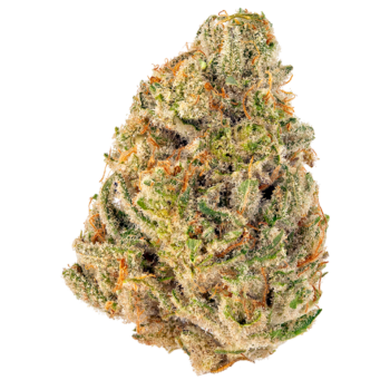 Mimosa GY Cannabis Strain
