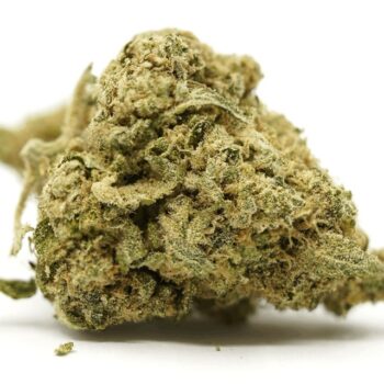 Dragonfruit Gelato TR Weed Strain