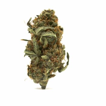 Stargazer CBD TQ Hemp Flower