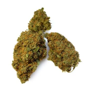 BCN Critical XXL S Weed Strain