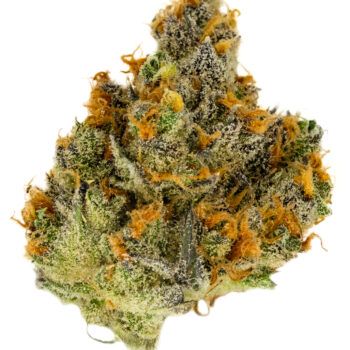 Pennywise LL Cannabis strain