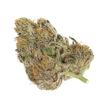 Fatso SP Cannabis Strain