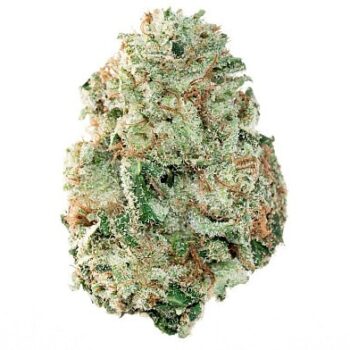 Malawi Gold WN weed strain