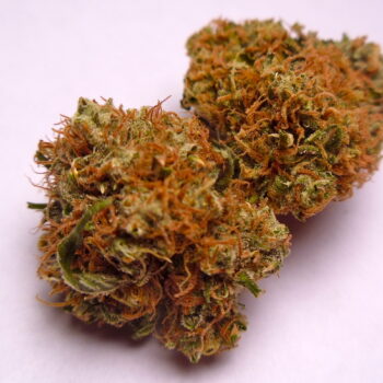 Panama Red WD Marijuana Strain