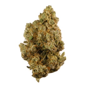 True OG SA Marijuana Strain