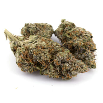 White Death G Marijuana Strain