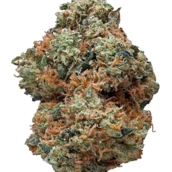 Pink Shaman WC Weed Strain