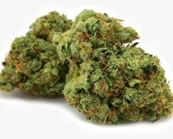 Golden Lemons CH Marijuana Strain