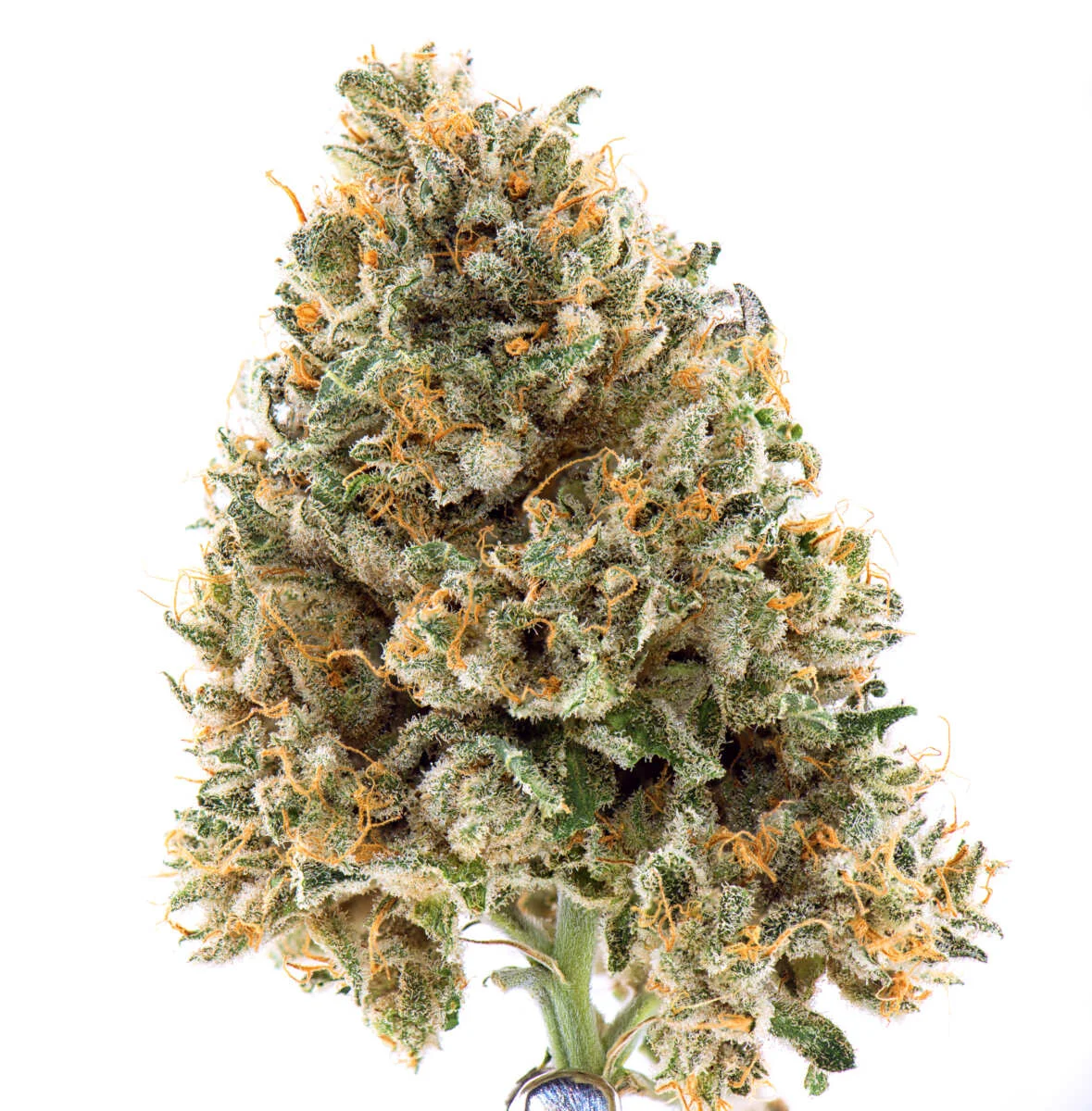 Tangilope W Marijuana Strain